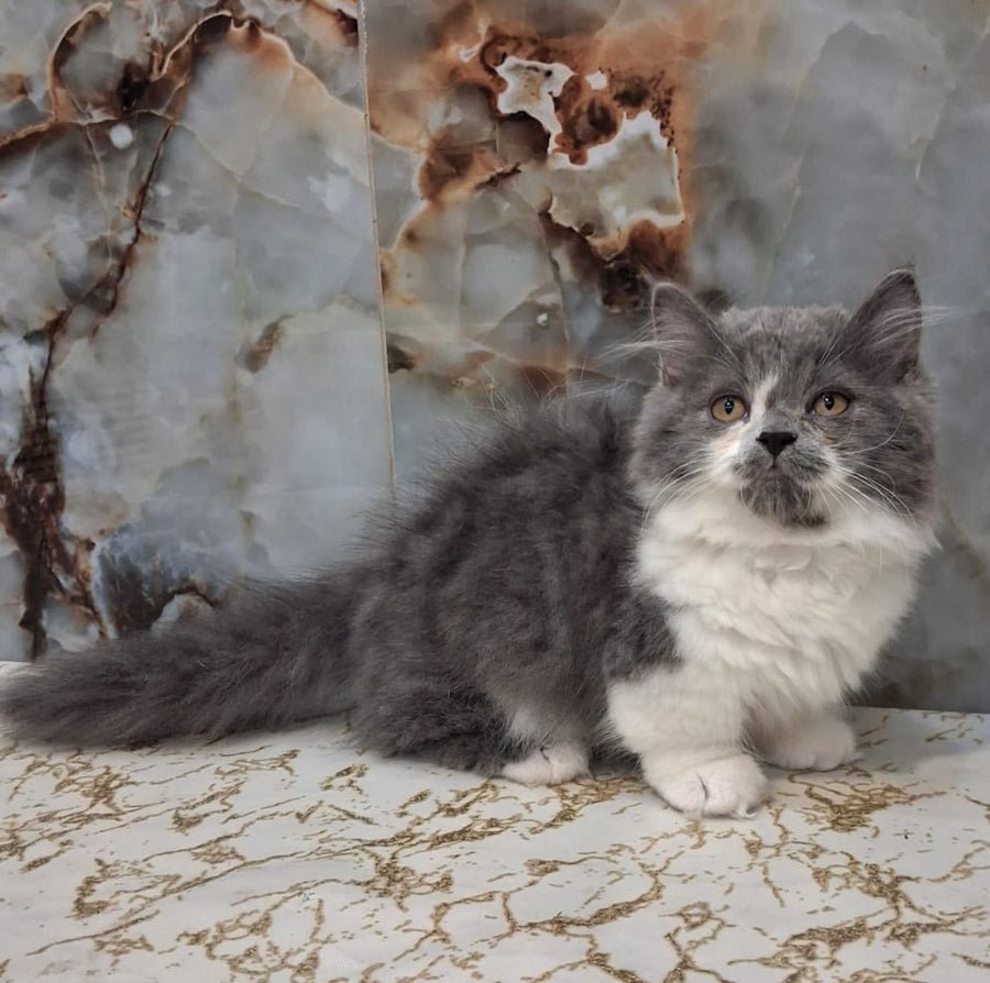Simba photo 1