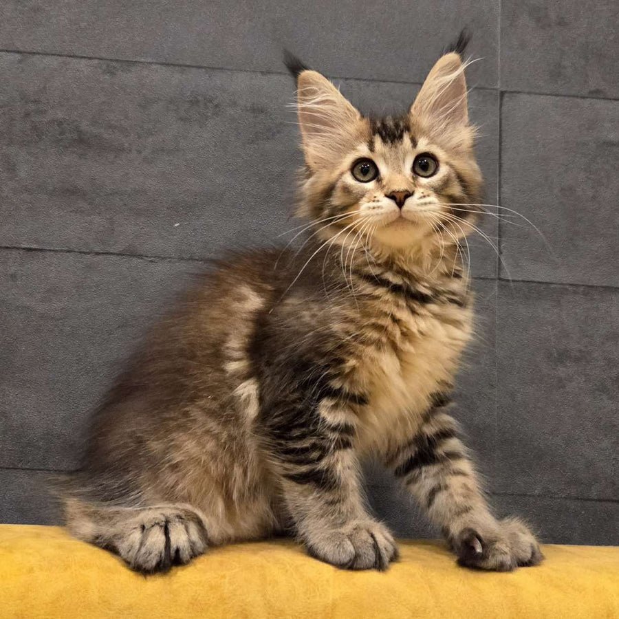 Ruslana polydactyl 6x6x6x6 photo 1