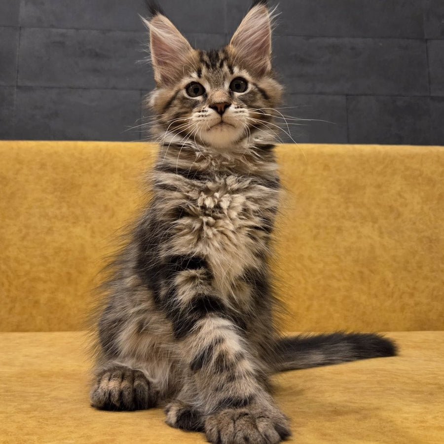 Rostislav polydactyl 6x6x6x6 photo 1