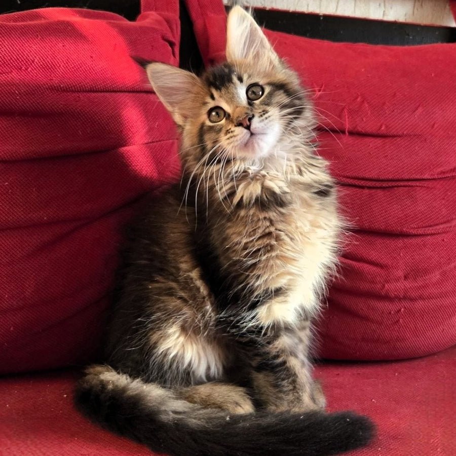 Rodion polydactyl 6x6x6x6 photo 1