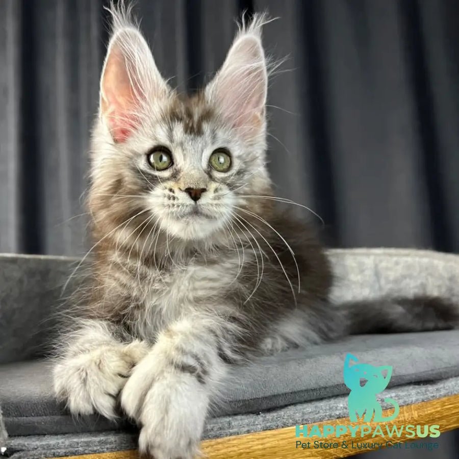 Rhea polydactyl 6x6x6x6 photo 1