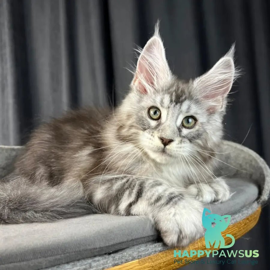 Romeo polydactyl 6x6x6x6 photo 1