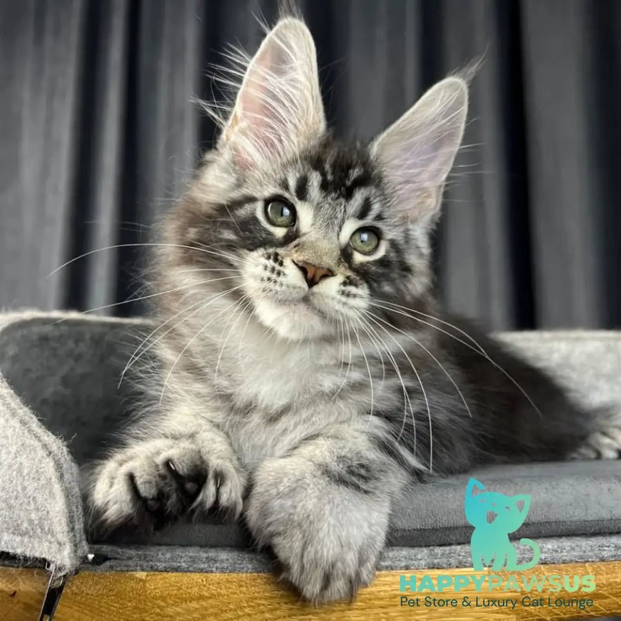 Russell polydactyl 6x6x6x6 photo 1
