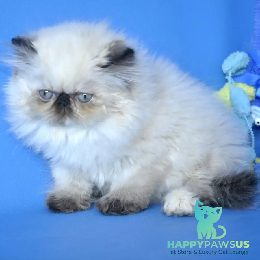 Philadia Persian photo 1