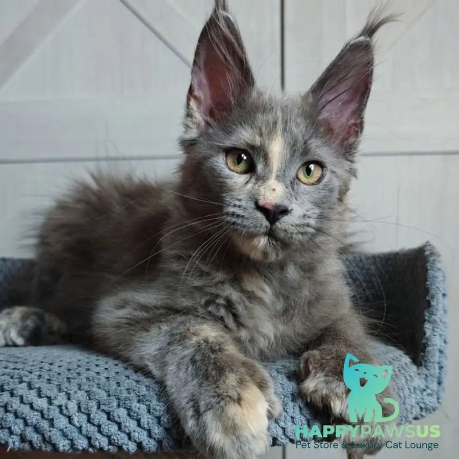 Buttercup polydactyl 5x6x6x6 photo 1