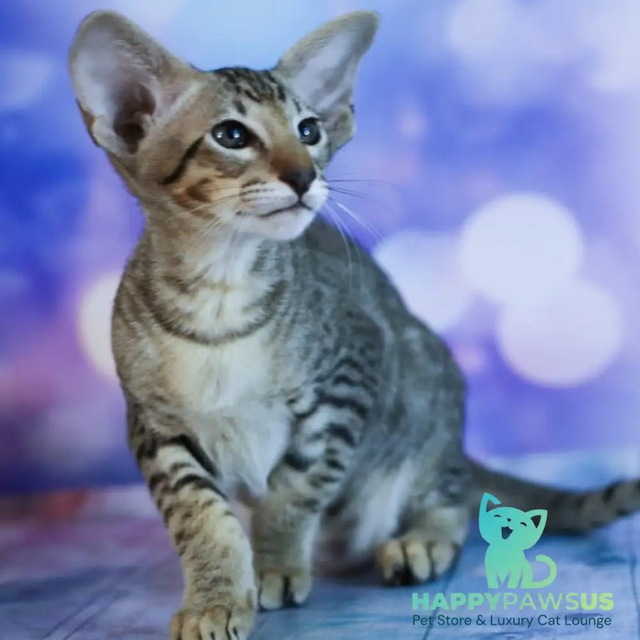 Perseus photo 1