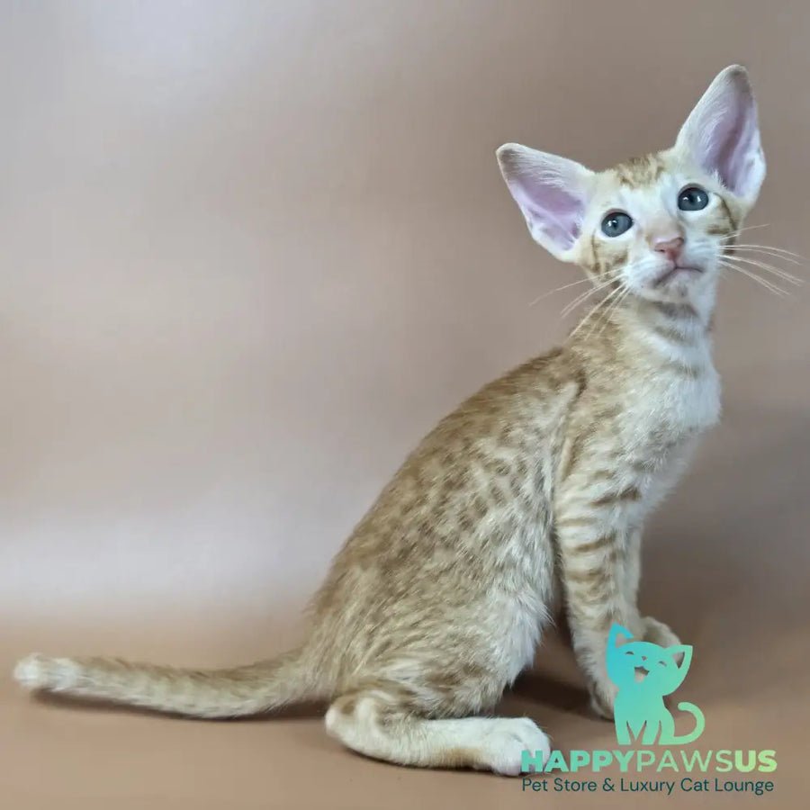 Kovu photo 1