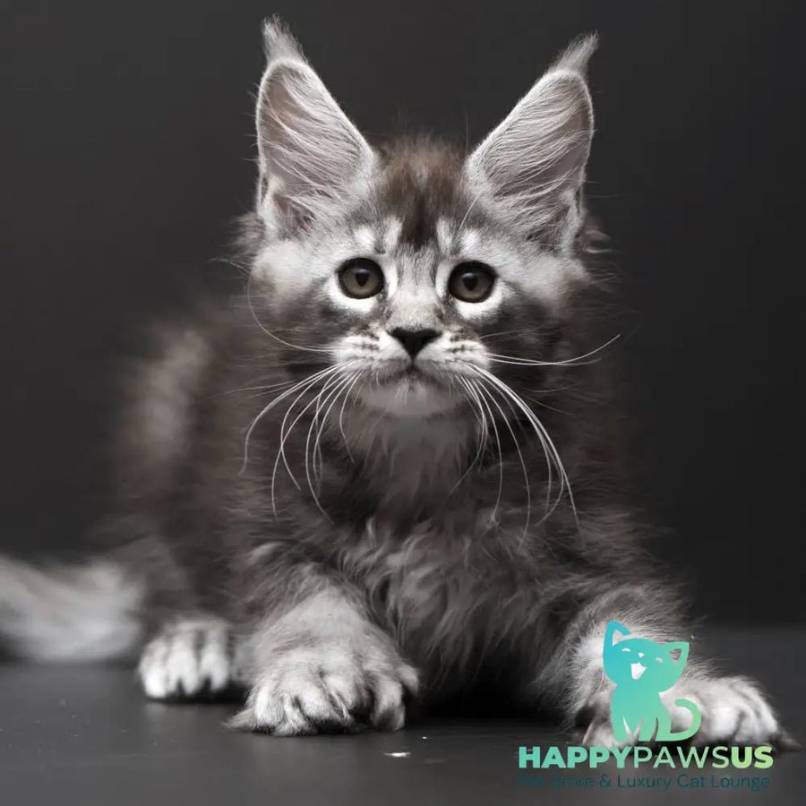 Kiana polydactyl 6x6x6x6 photo 1