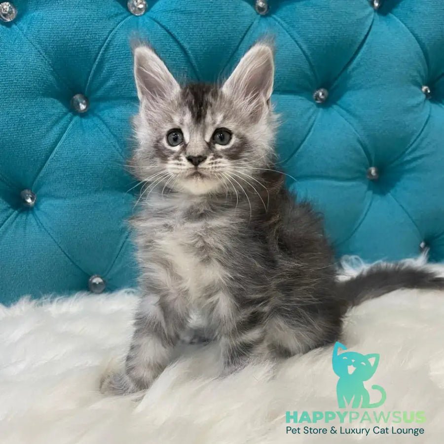 Timur polydactyl 6x6x6x6 photo 1