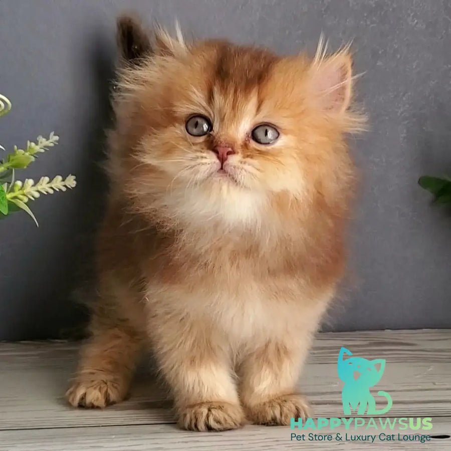 Ginger photo 1