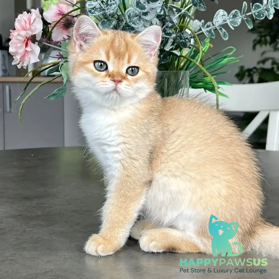 Zephyr photo 1