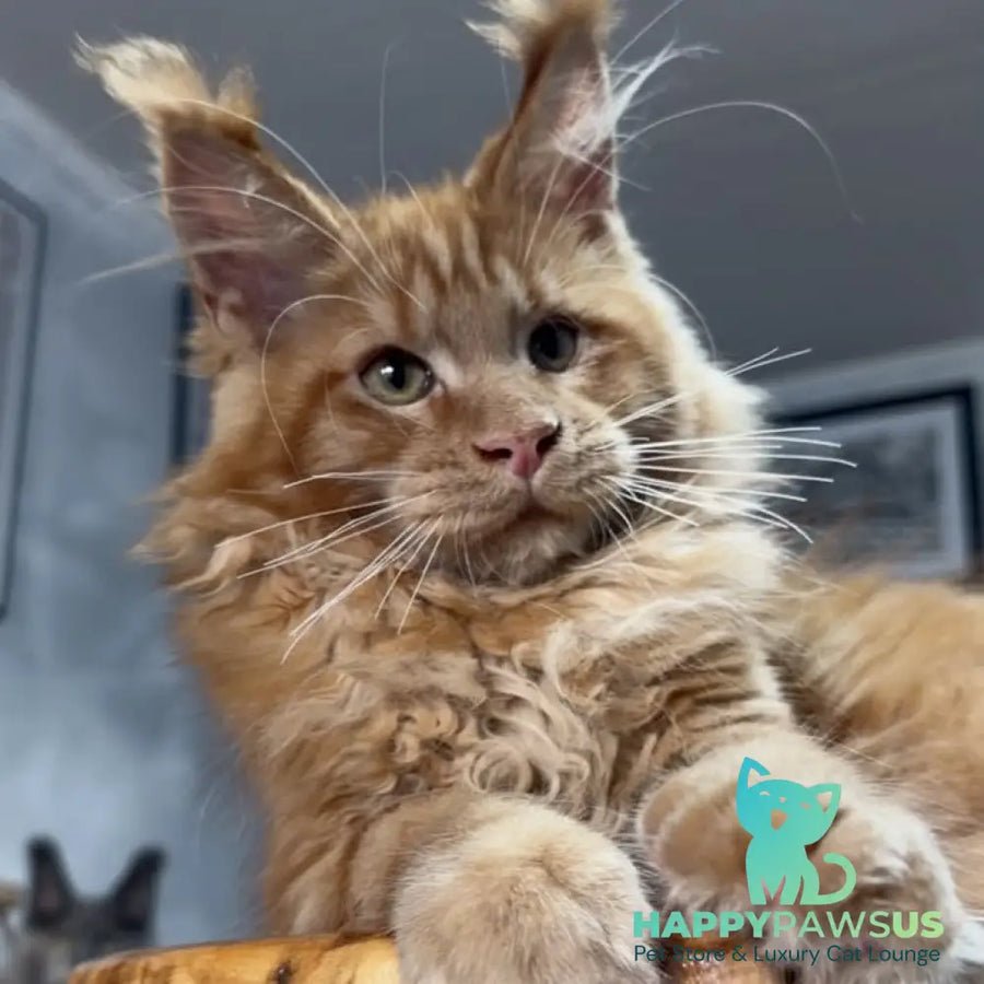 Maine Coon photo 1