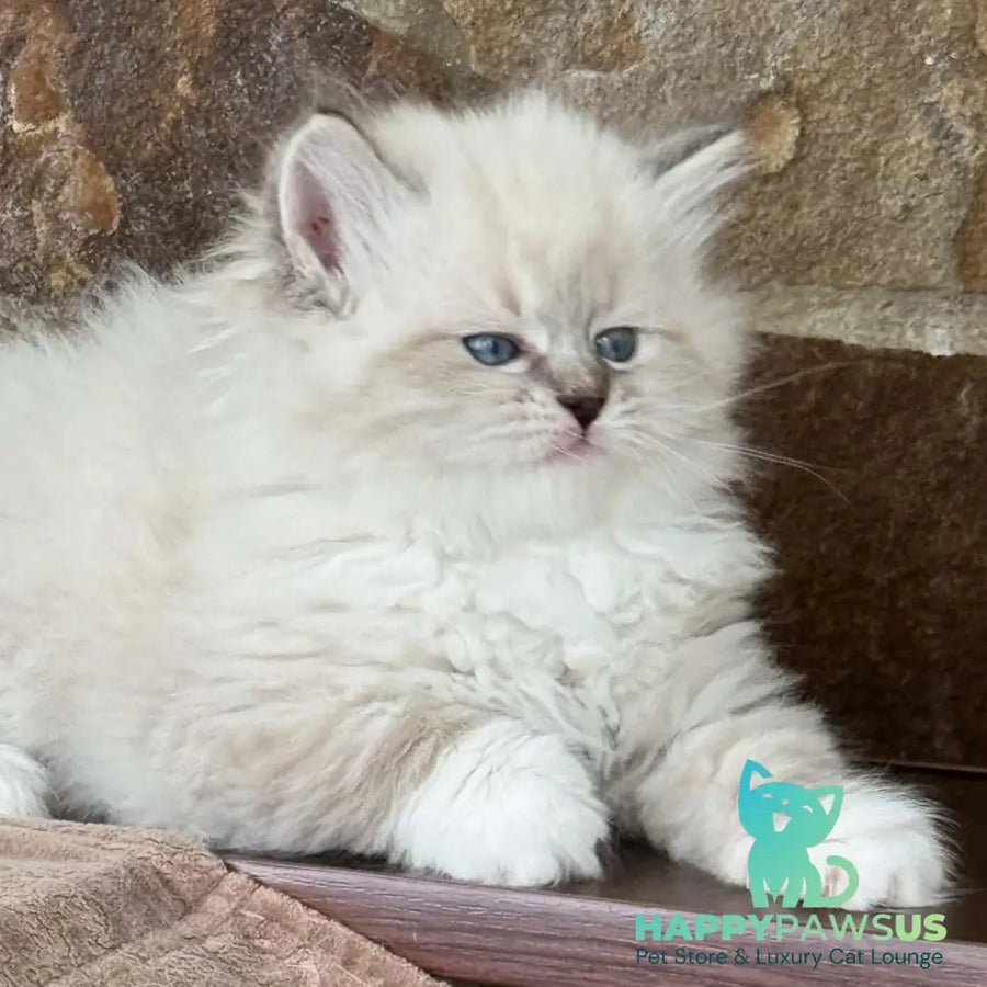 Moroshka photo 1