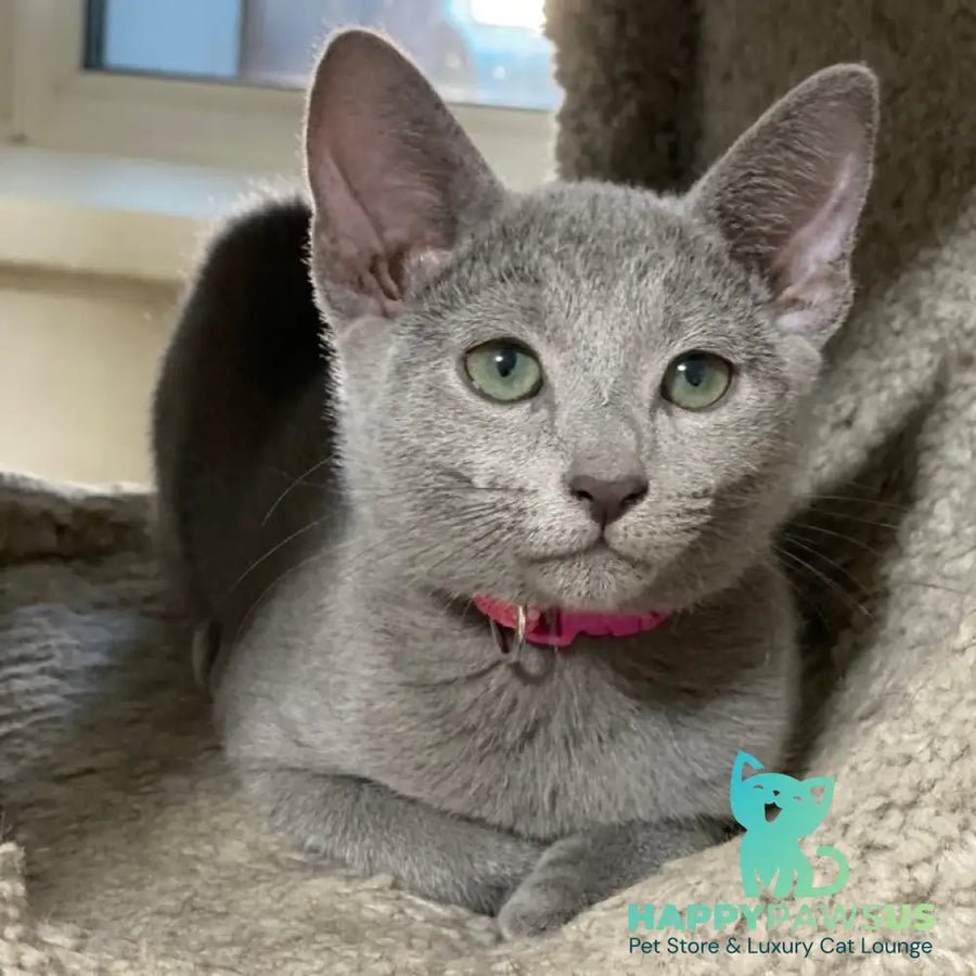 Flori photo 1
