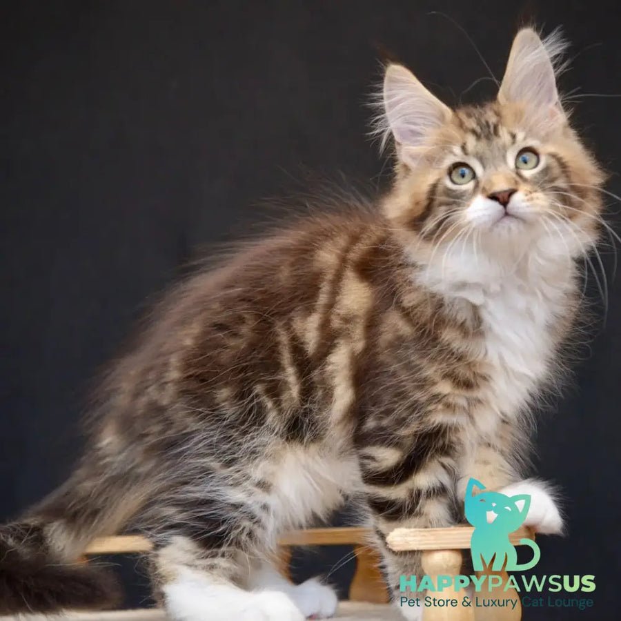 Zeus photo 1