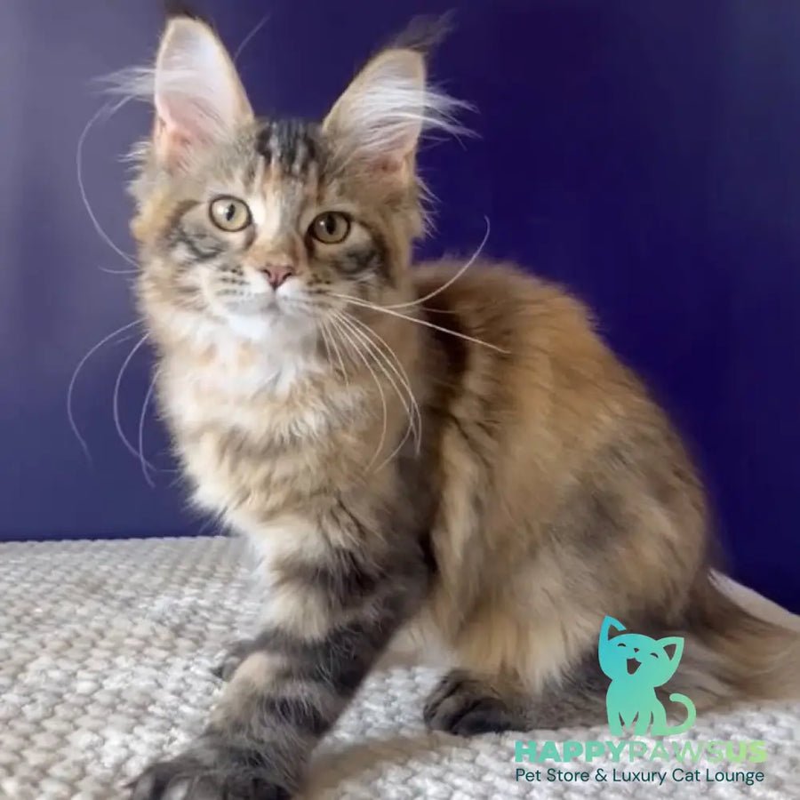 Olivia polydactyl 7x7x6x6 photo 1