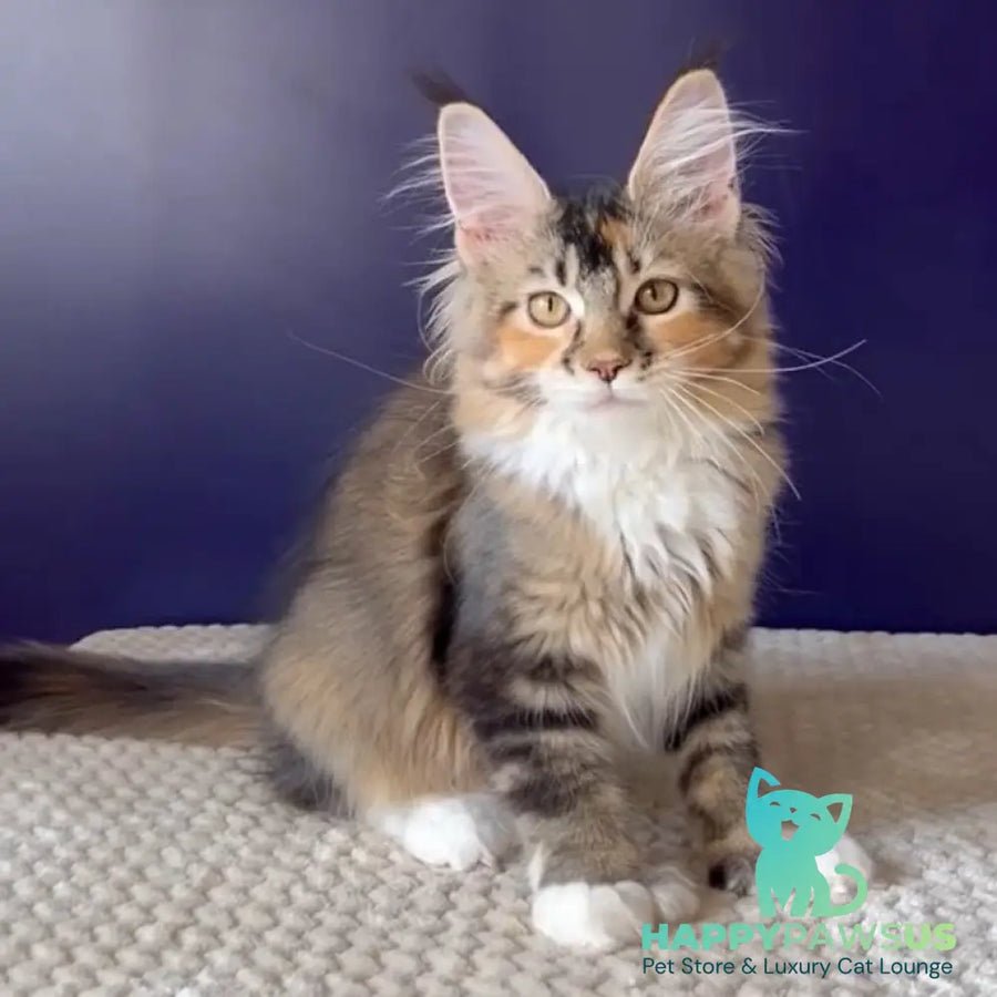 Ozzi polydactyl 6x6x6x6 photo 1