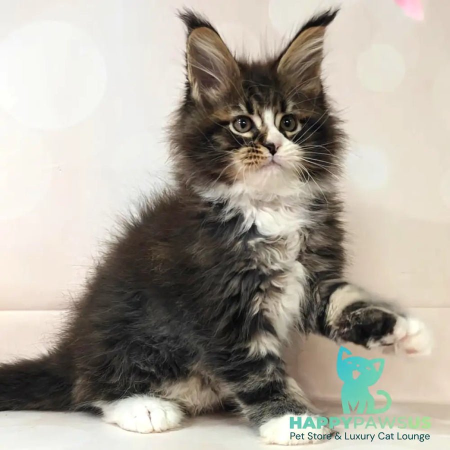 Cosmos polydactyl 6x6x6x6 photo 1