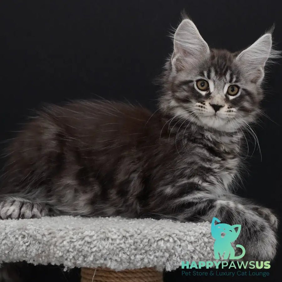 Urman polydactyl 6x6x6x6 photo 1