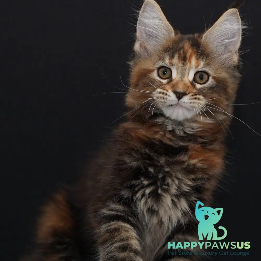 Uslada polydactyl 6x6x6x6 photo 1