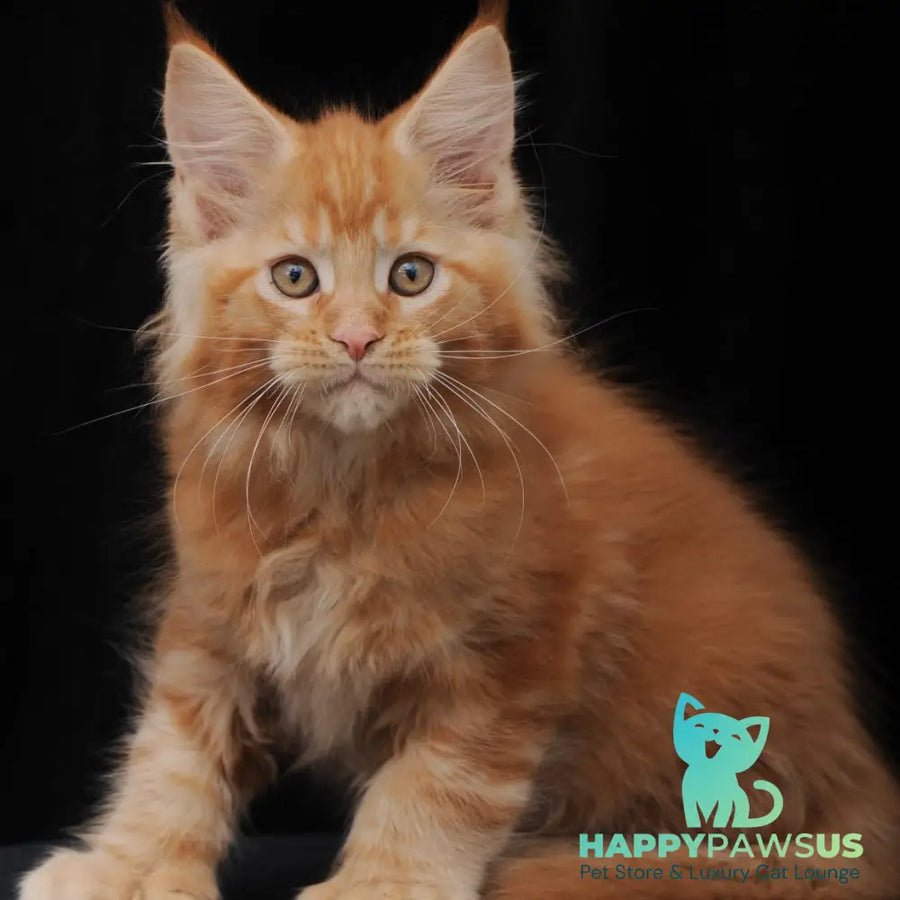 Pontiac Deluxe polydactyl 6x6x6x6 photo 1