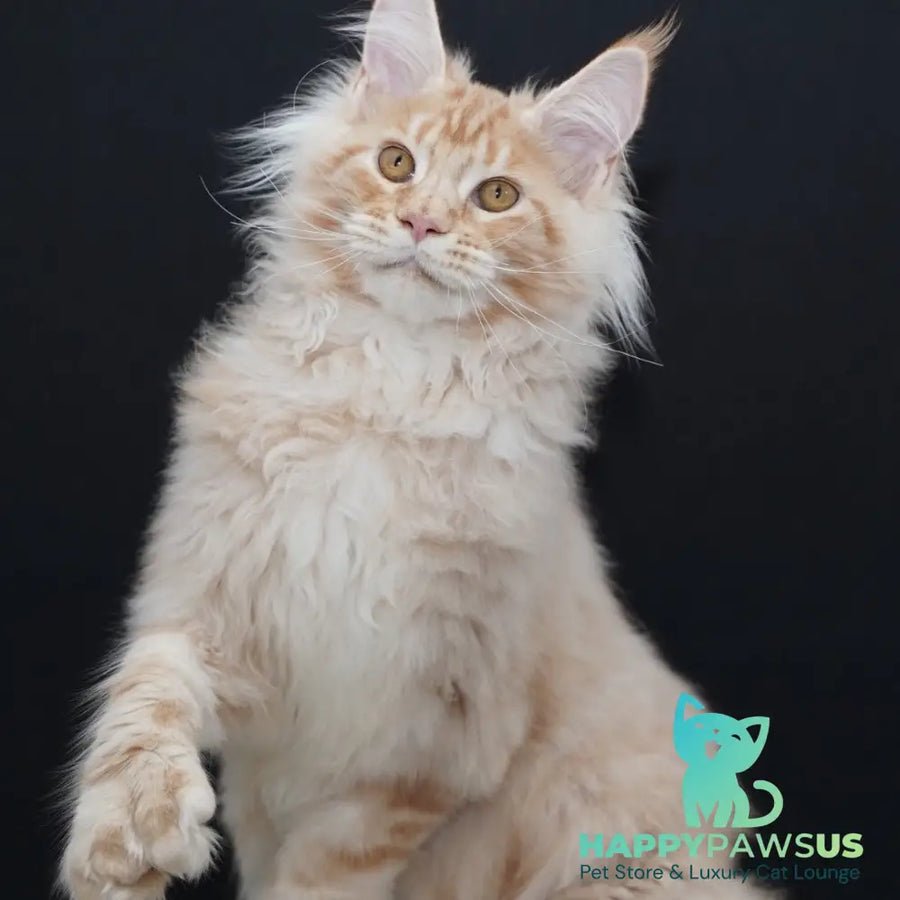 Quasar polydactyl 6x6x6x6 photo 1