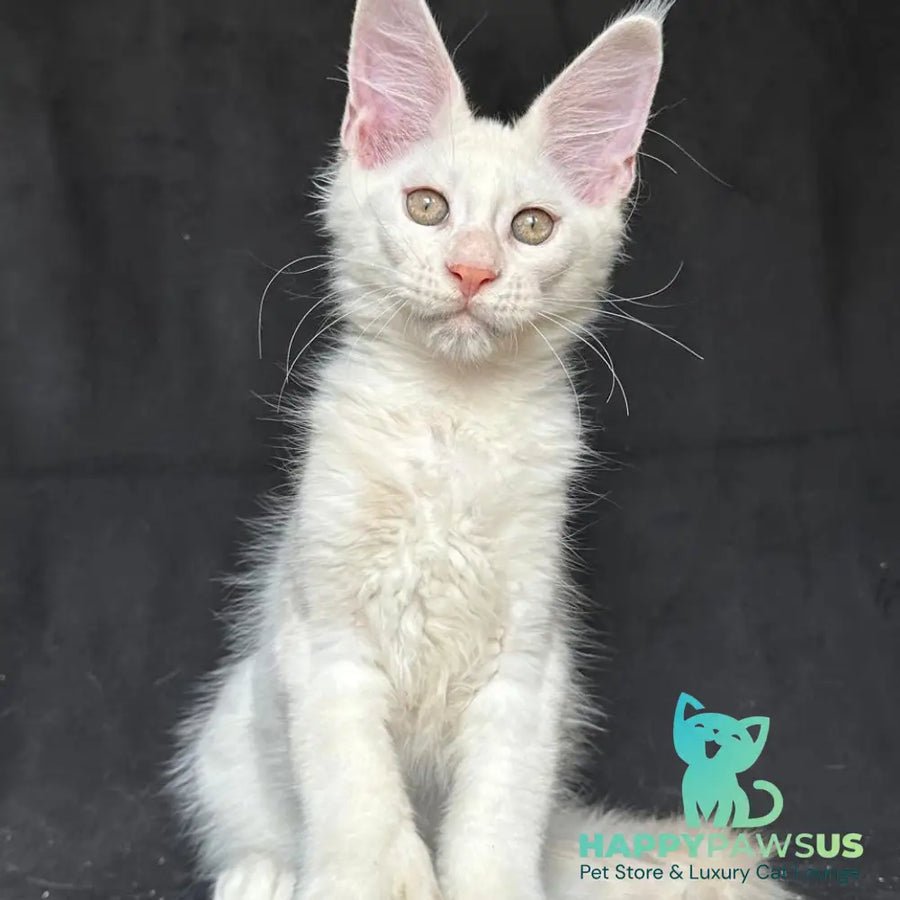 Jumbo polydactyl 6x6x6x6 photo 1