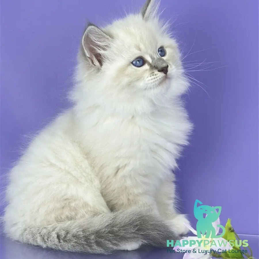 Zephire photo 1