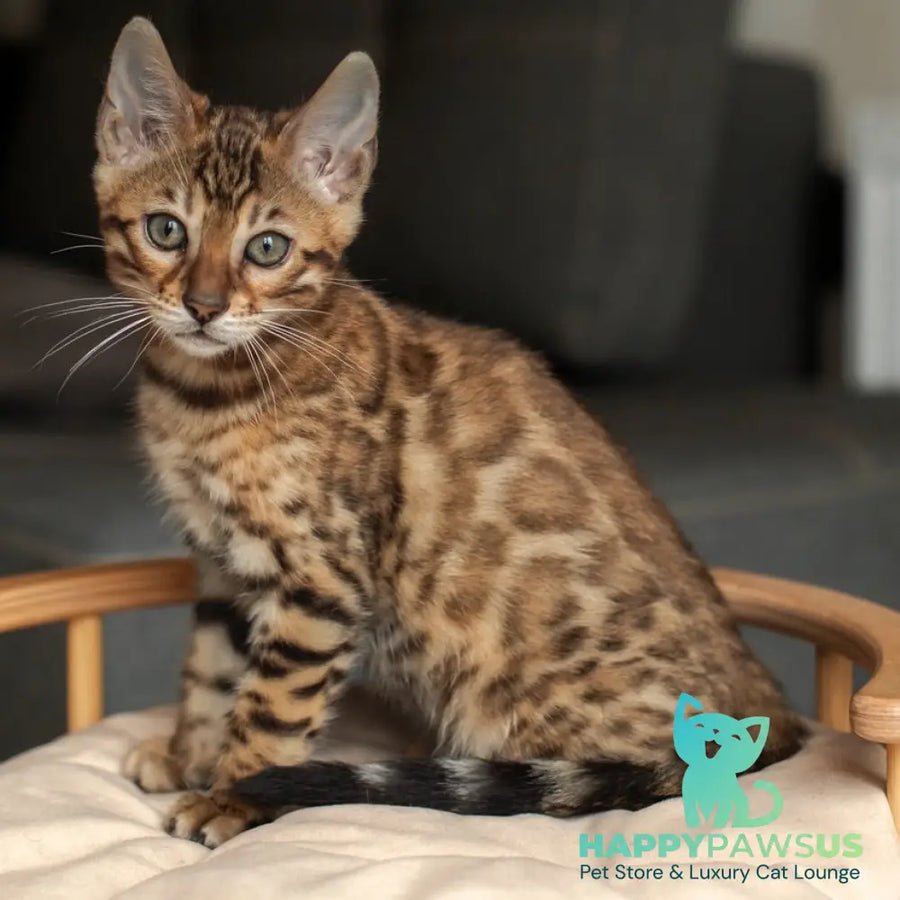 Nala photo 1