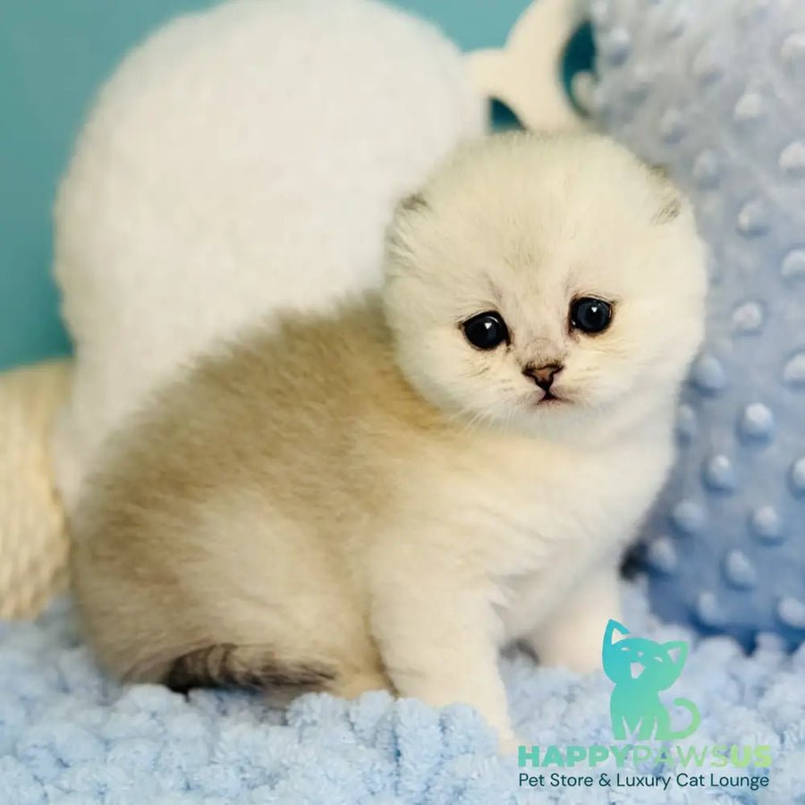 Fluffy photo 1