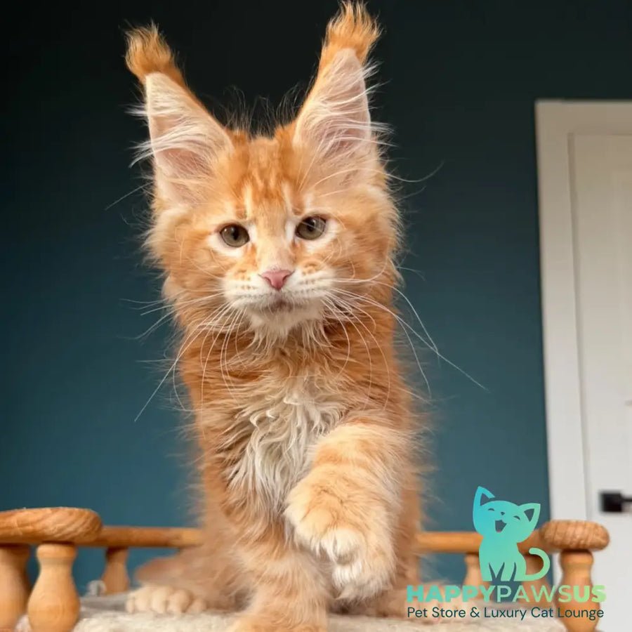 Xtreem polydactyl 6x6x6x6 photo 1