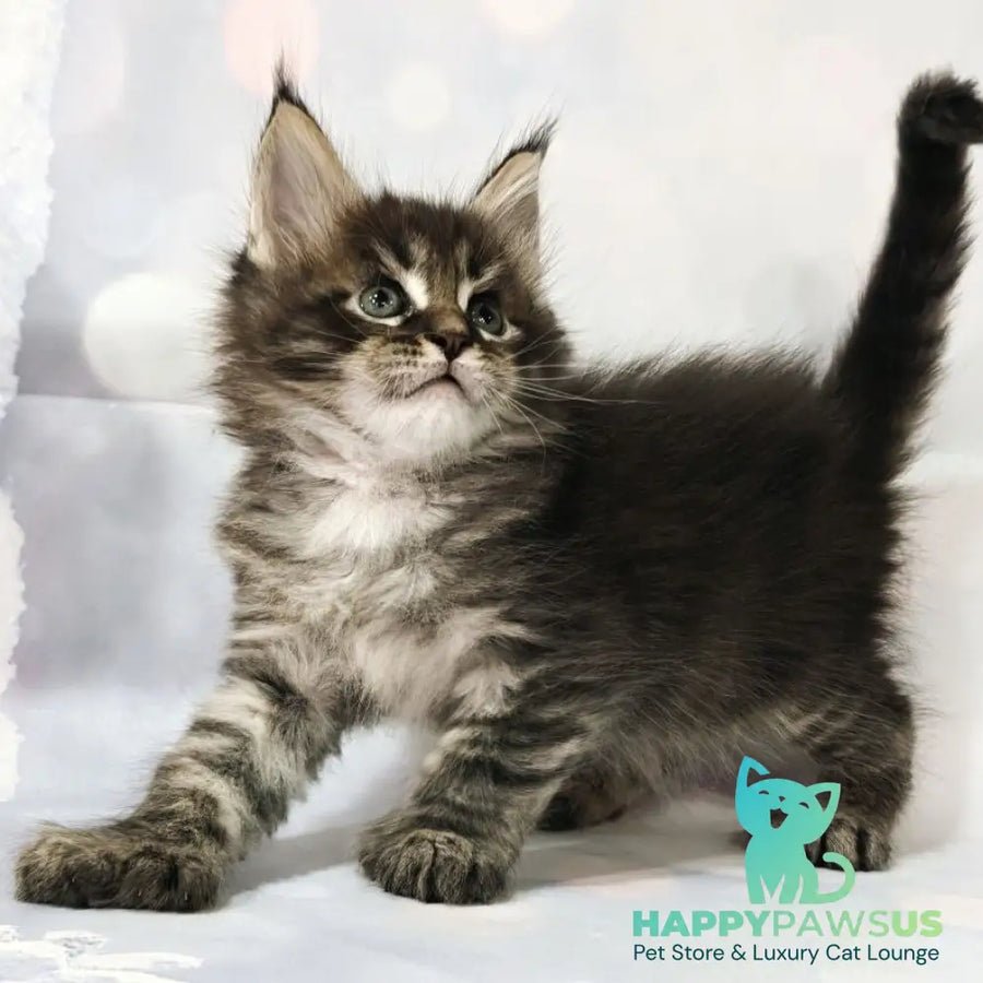 Teddy polydactyl 6x6x6x6 photo 1