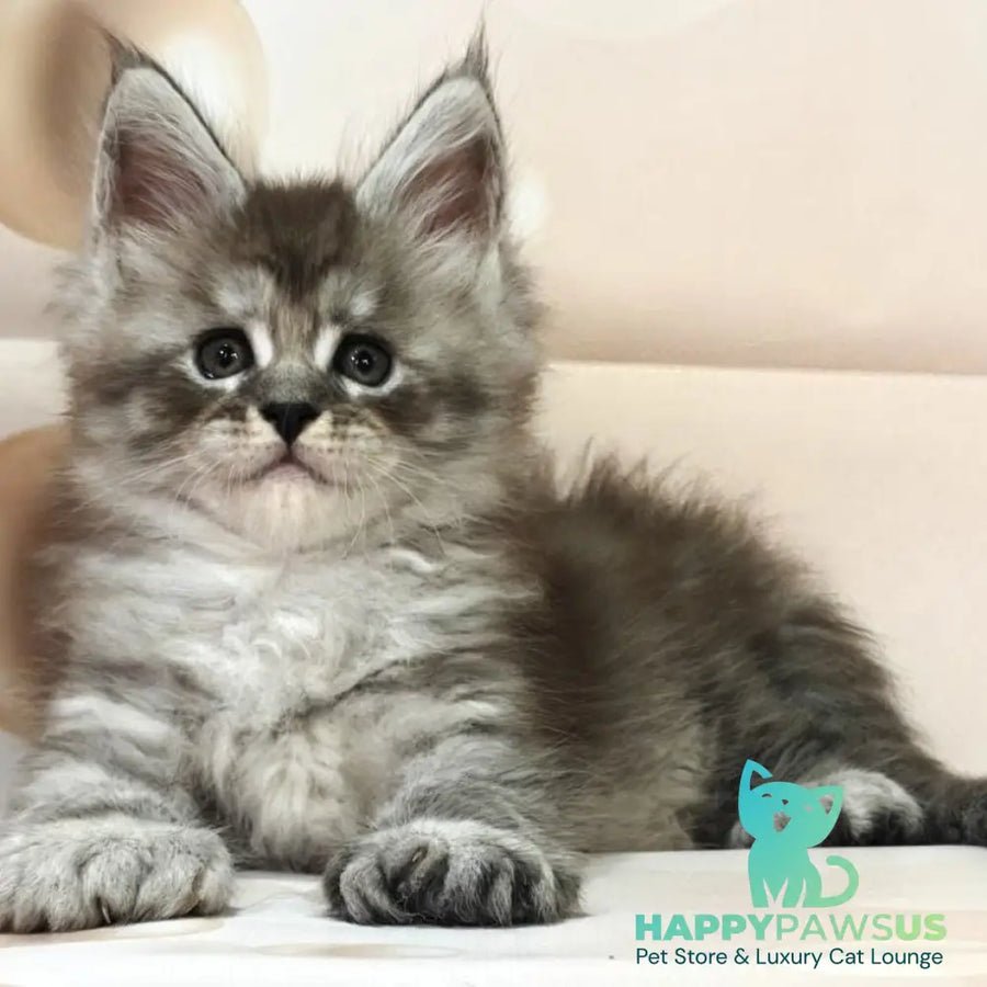 Alexander polydactyl 6x6x6x6 photo 1