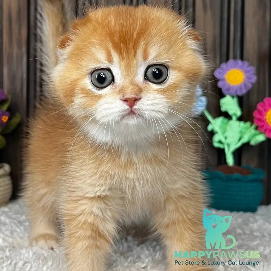 Nala photo 1