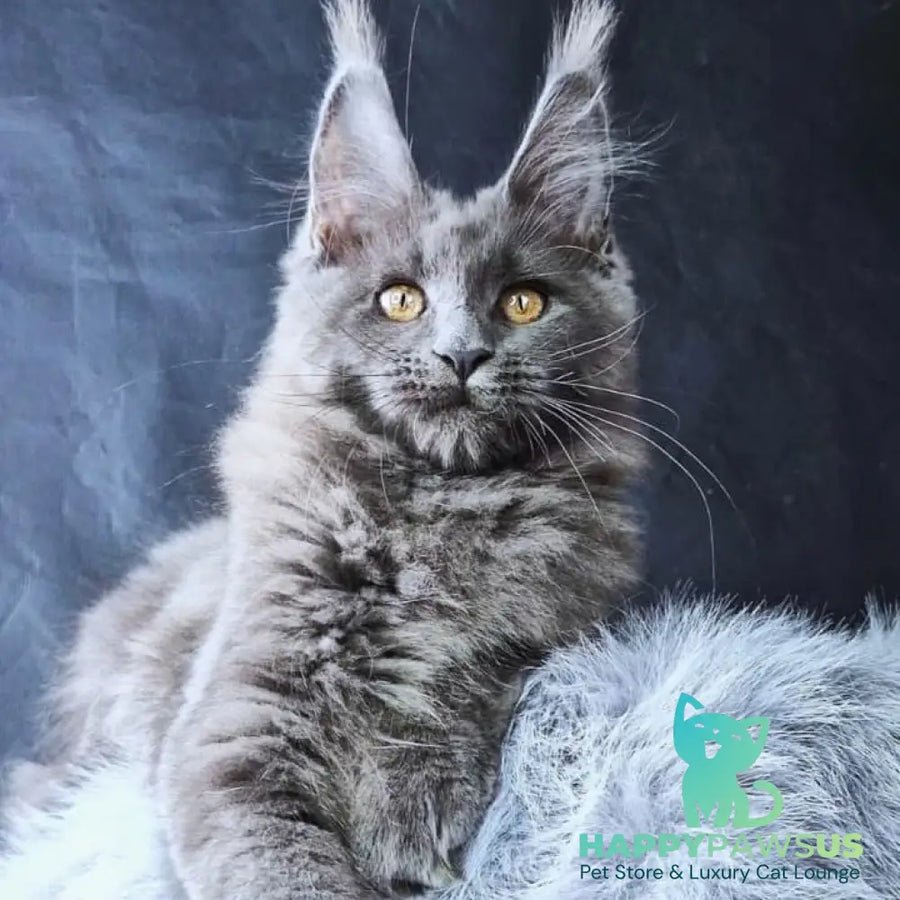 Lunar cat photo 1