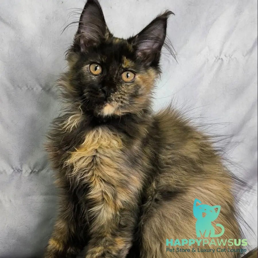 Naima polydactyl 6x6x6x6 photo 1