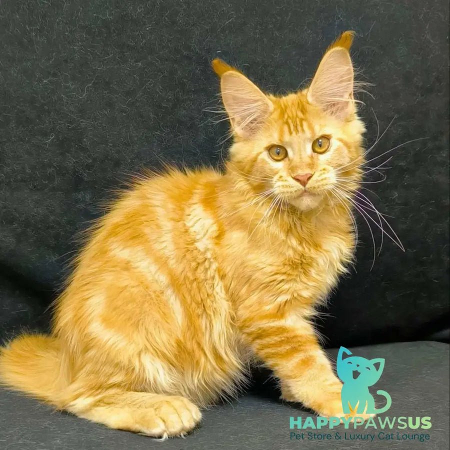 Nexus polydactyl 7x6x6x6 photo 1