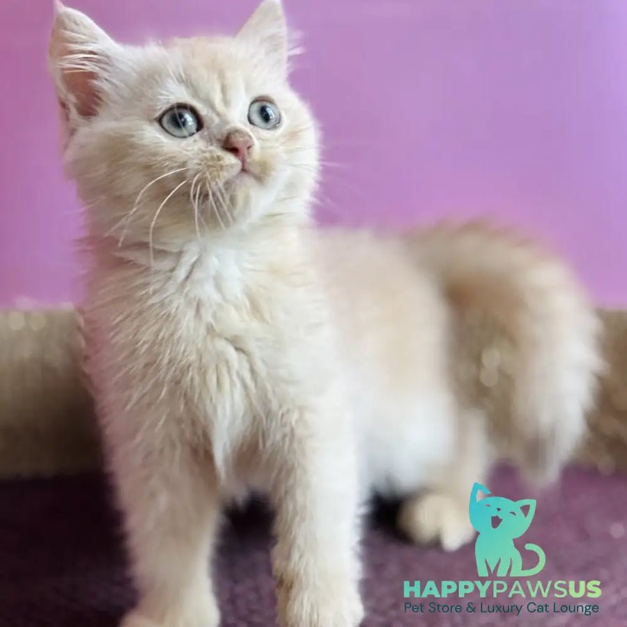 Simba photo 1