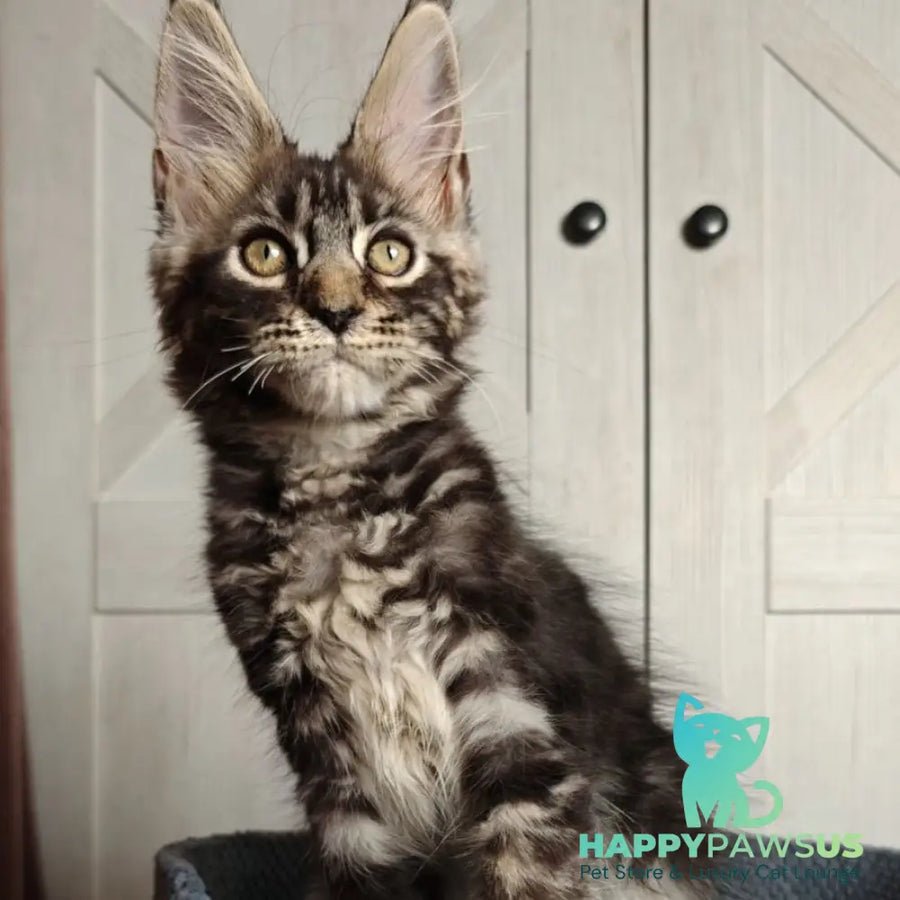 Zorro polydactyl 6x6x6x6 photo 1
