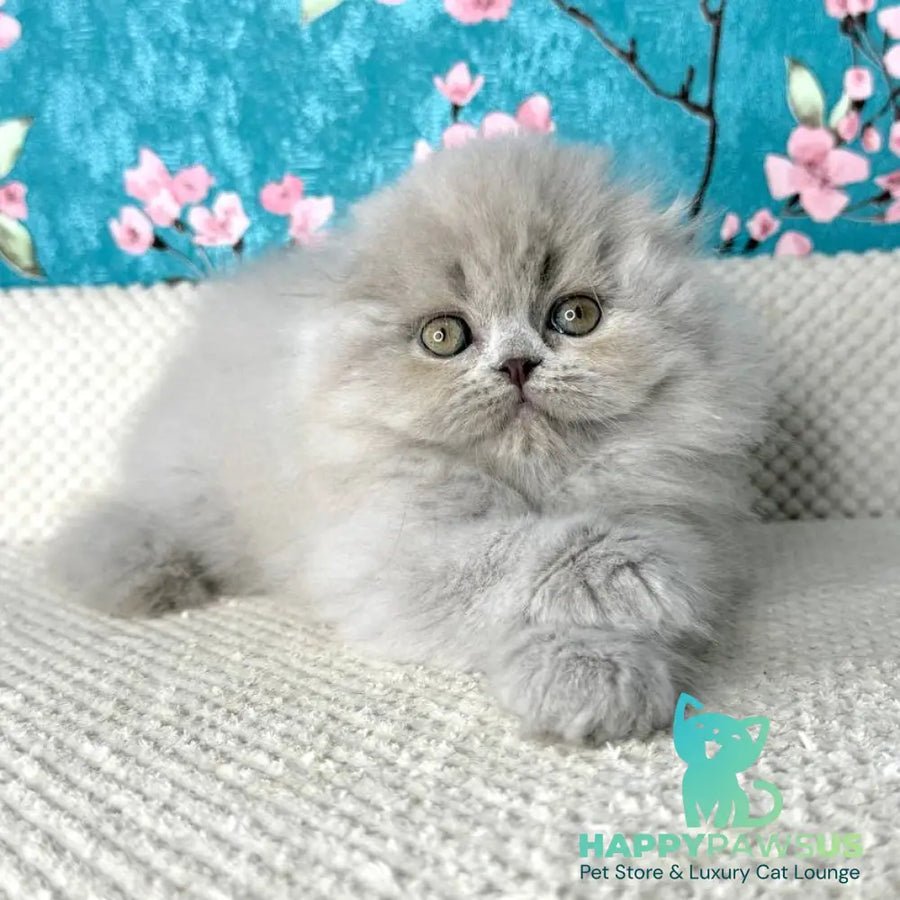 Kitty photo 1
