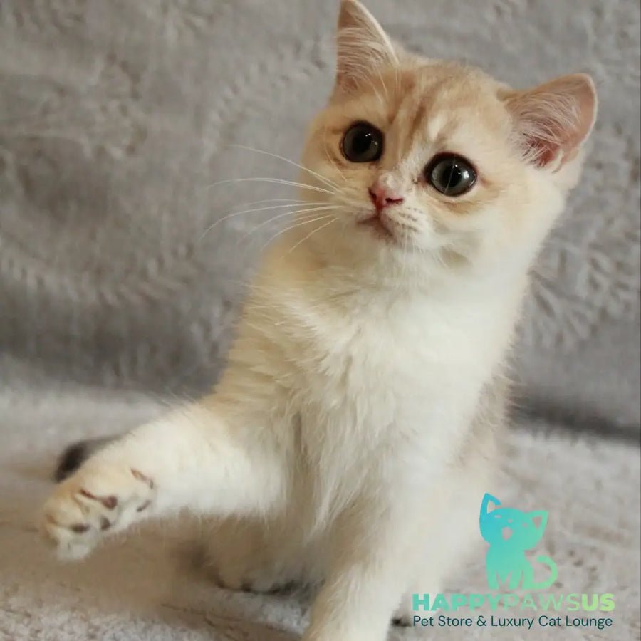 Kitty photo 1