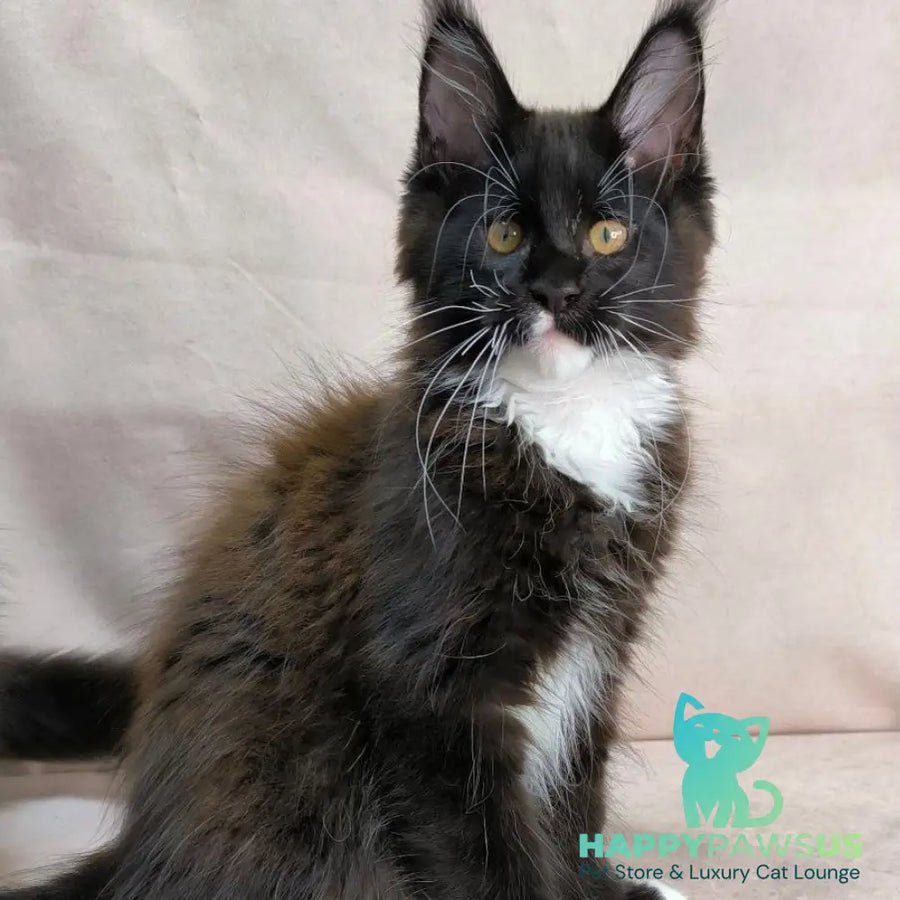 Onyx polydactyl 6x6x6x6 photo 1
