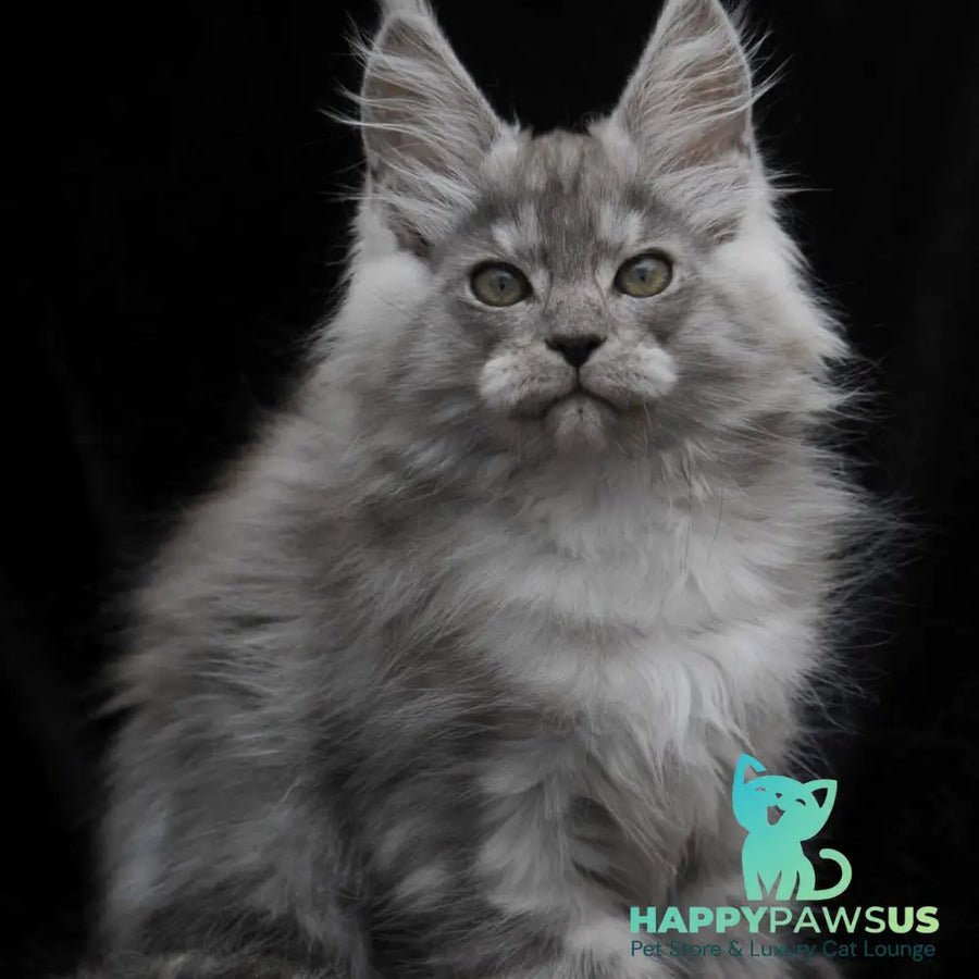 Odry polydactyl 6x6x6x6 photo 1