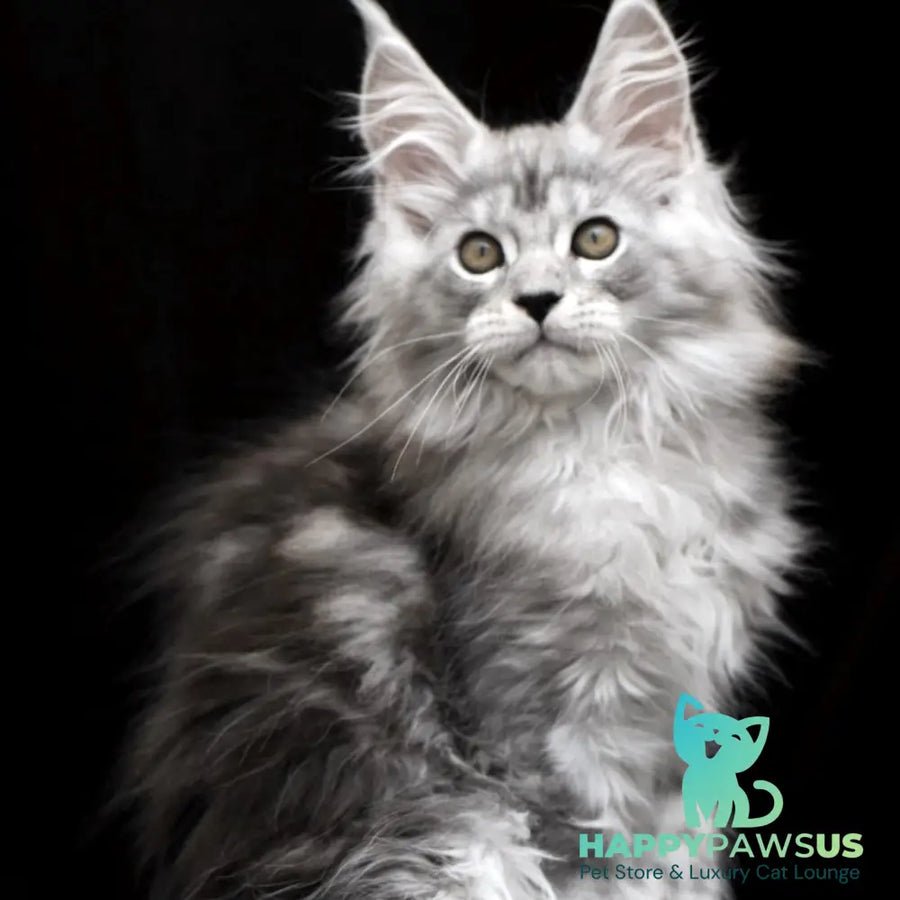 Olga polydactyl 6x6x6x6 photo 1