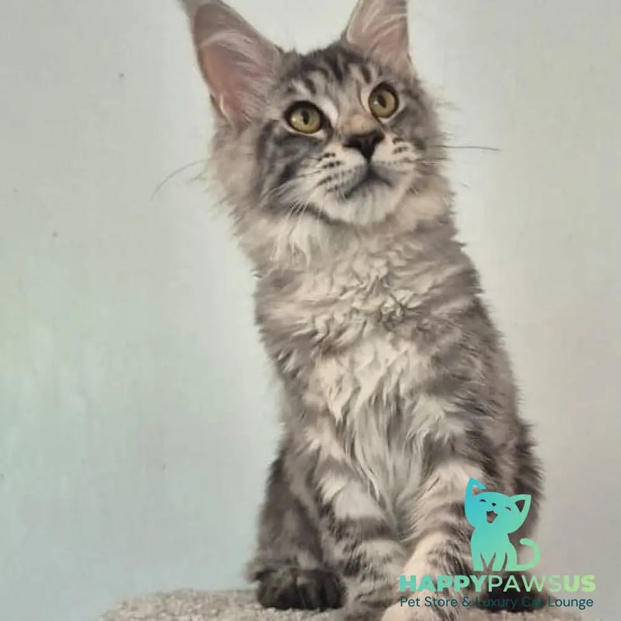 Amelia polydactyl 6x6x6x6 photo 1