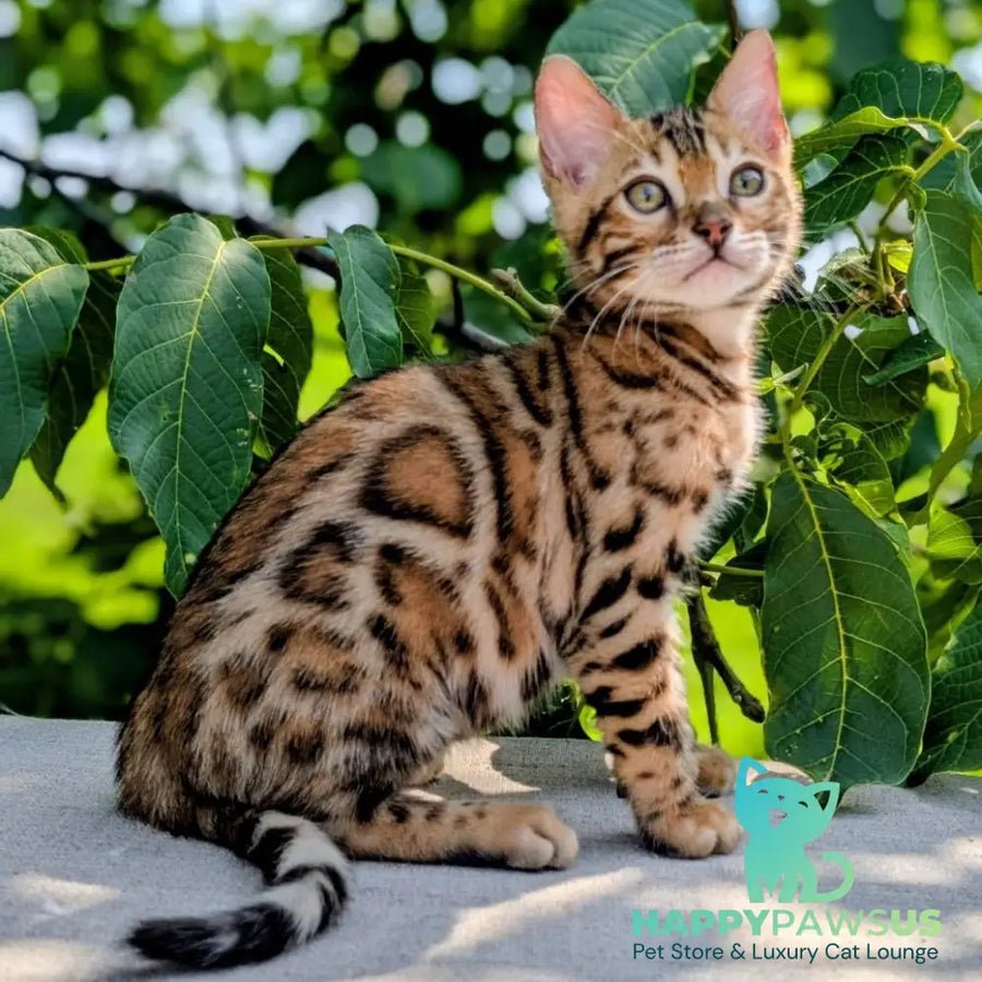 Zeus photo 1