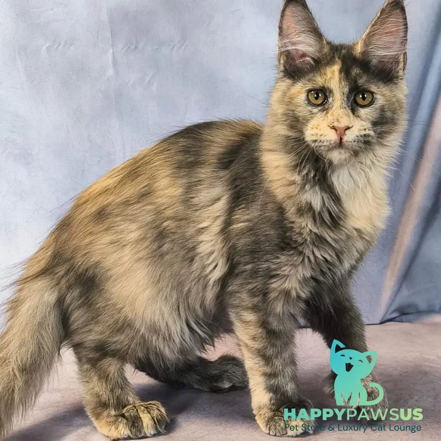 Livia polydactyl 6x6x6x6 photo 1