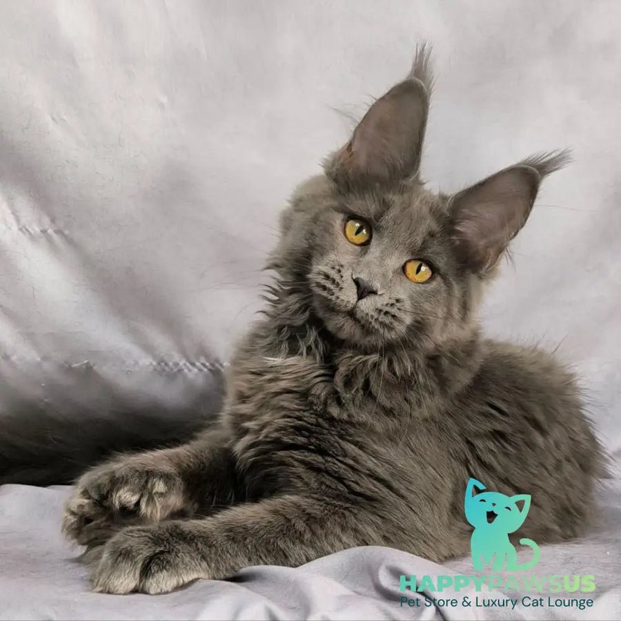 Fablette polydactyl 6x6x6x6 photo 1