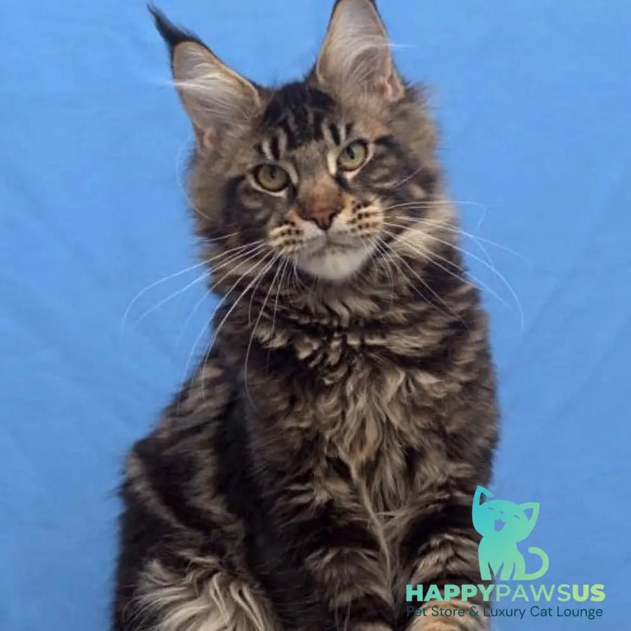 Ceasar polydactyl 6x6x6x6 photo 1