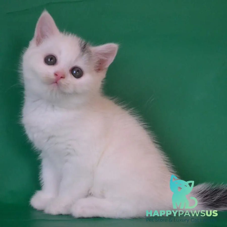Olaf photo 1